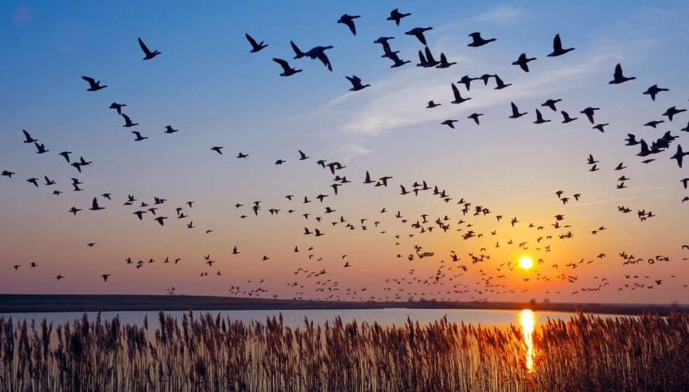 Lezing Vogeltrek door John Hermans